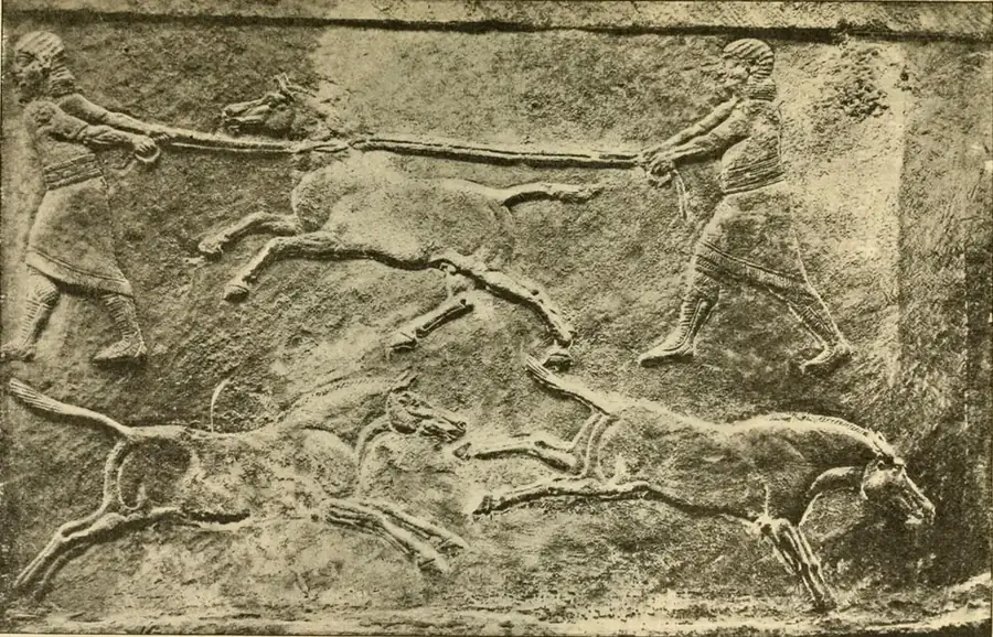 Assyrian palace relief: wild asses hunted with dogs