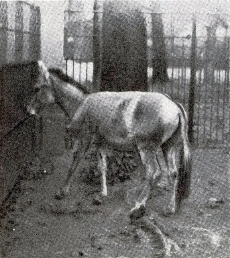 Archival photograph of a Syrian wild ass at London Zoo