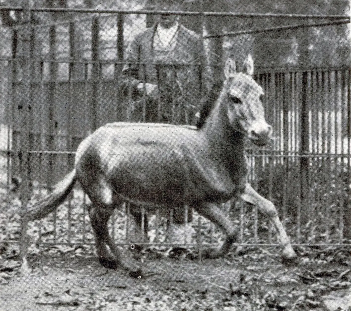 A Syrian wild ass gallops in its enclosure at Schönbrunn, Vienna