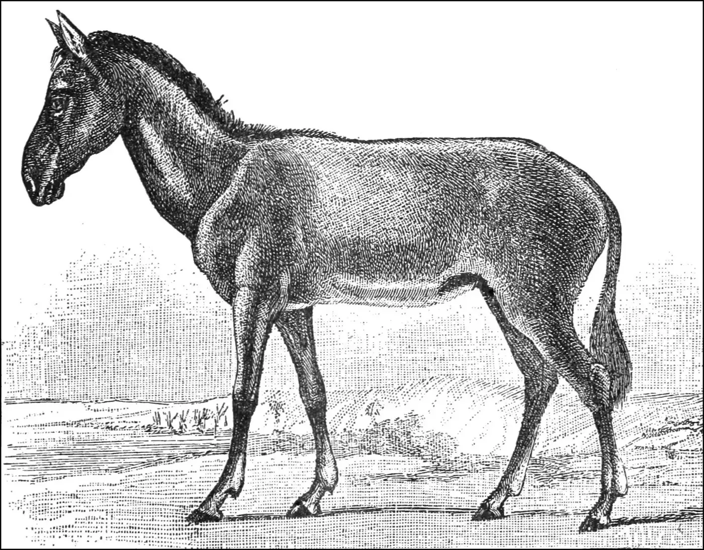 The Syrian hemippus, engraving from Popular Science Monthly