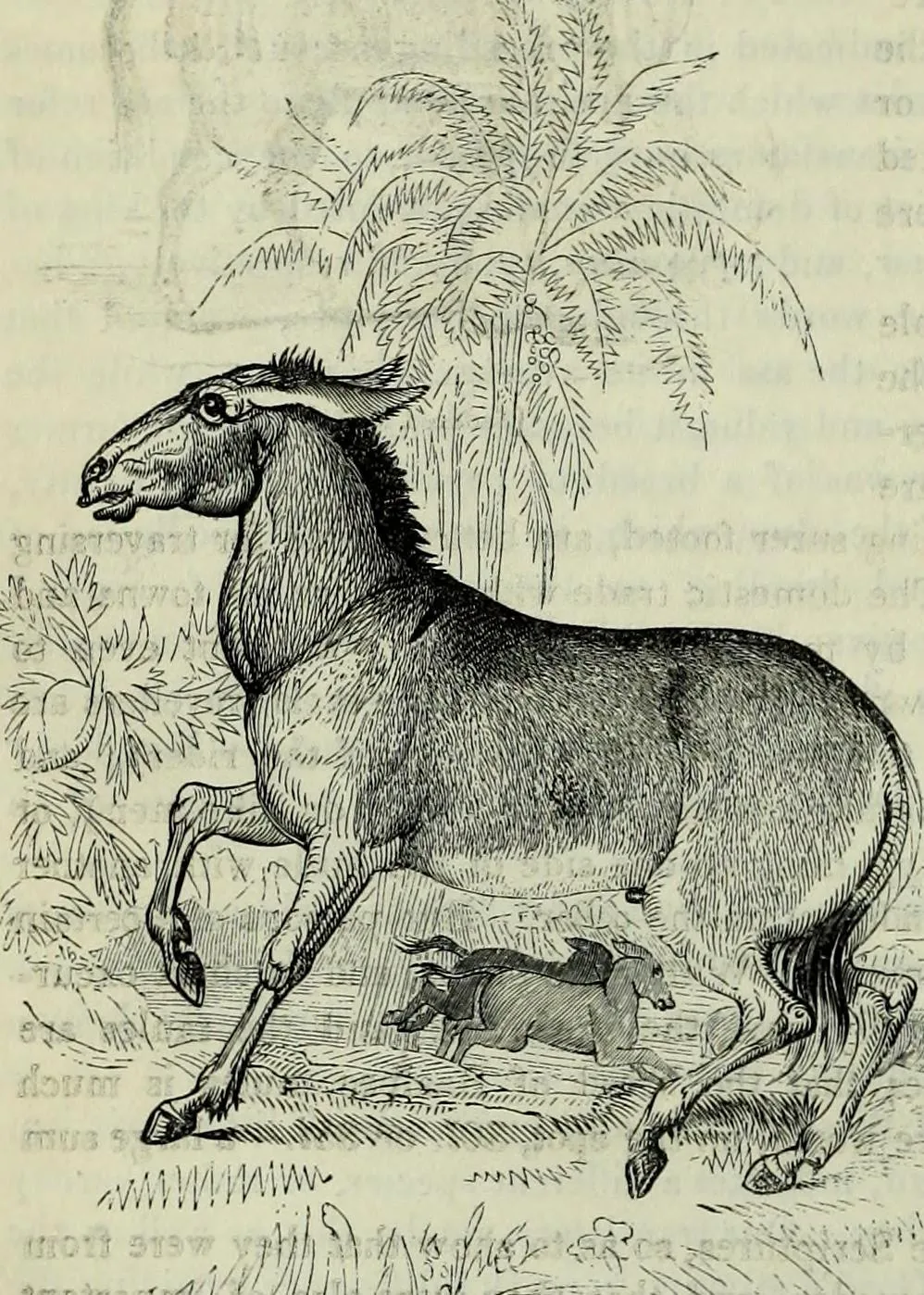 The wild ass of the Holy Land, from a natural history of Palestine