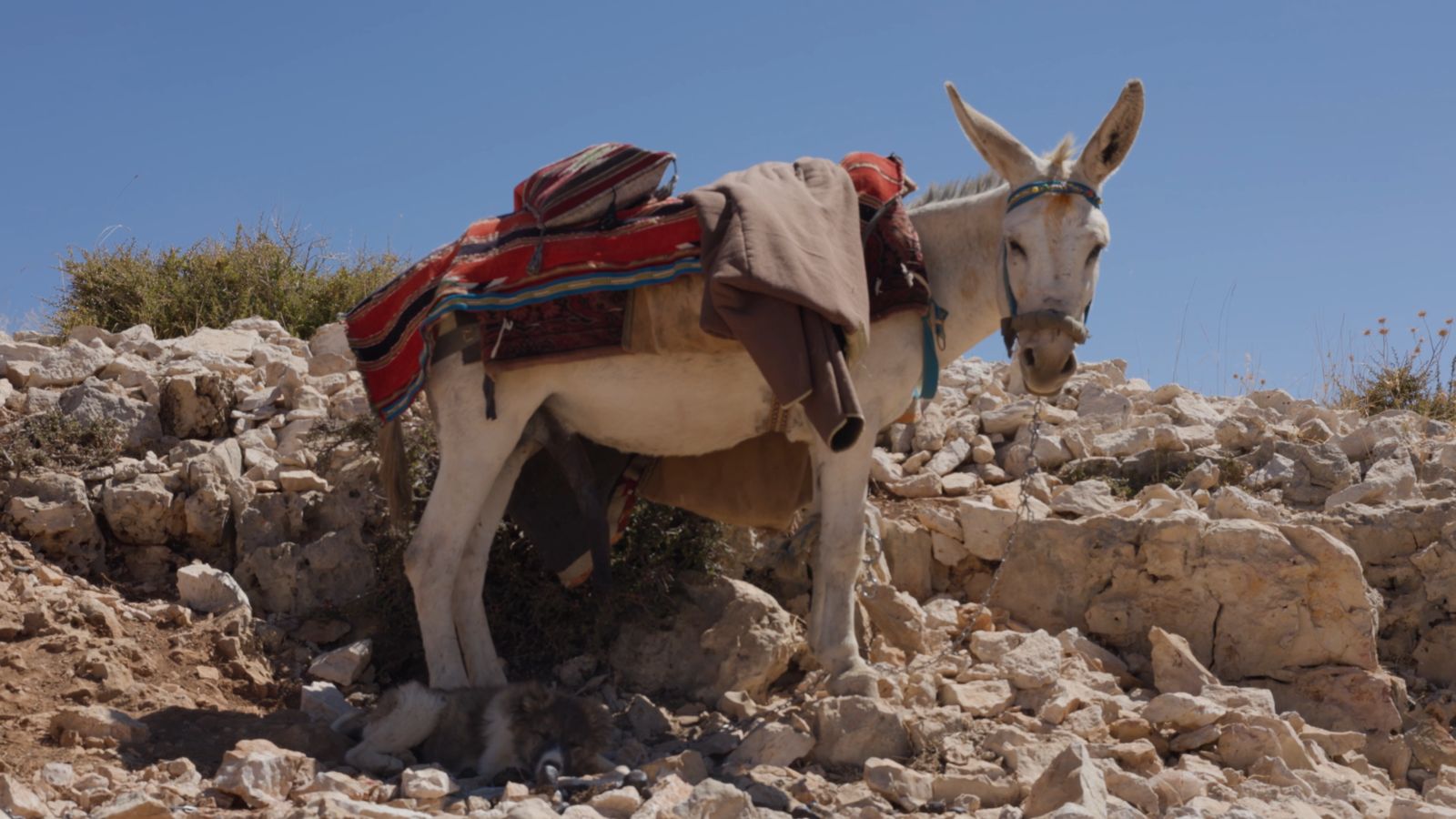 A white donkey carrying a red woven saddle blanket stands on a rocky mountain slope, a dog asleep in its shade.
