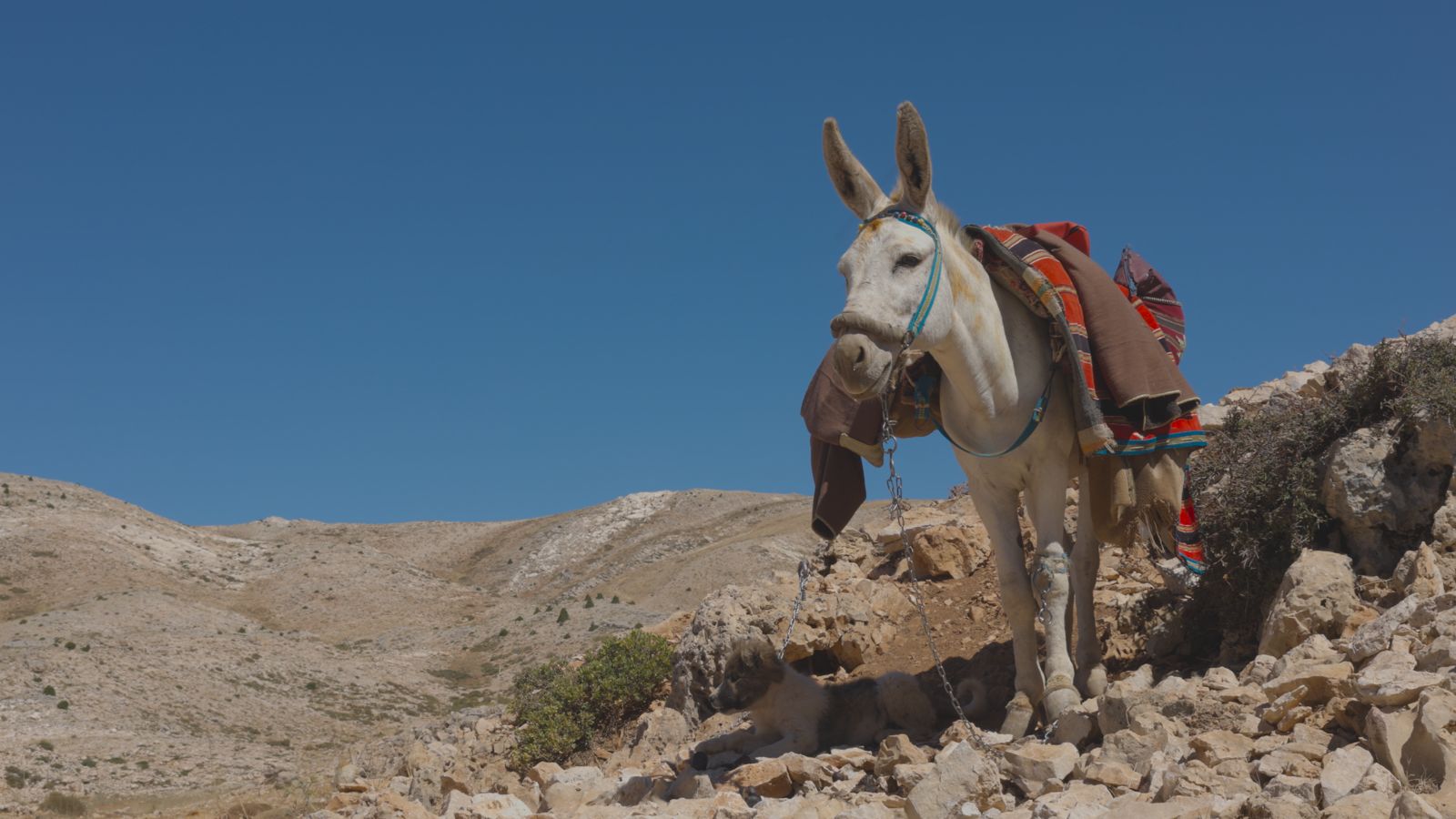 A white donkey under a deep blue sky on a bare mountain slope.