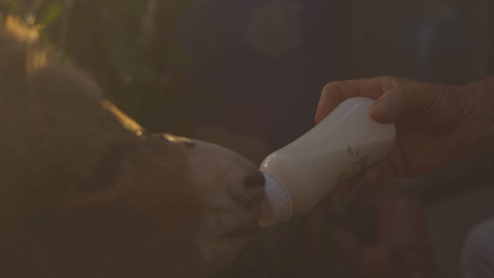 A hand bottle-feeds a young animal in low golden light.