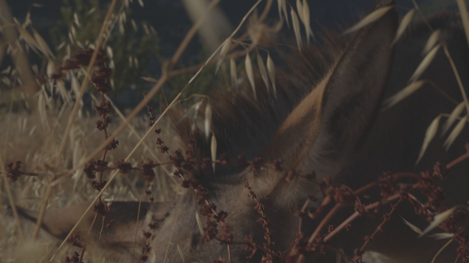 A donkey's ear among dry oats and red seed heads.