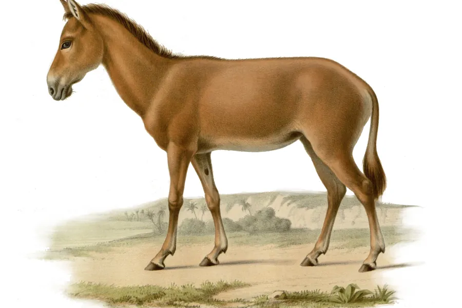 Hand-coloured natural-history plate of the Syrian wild ass