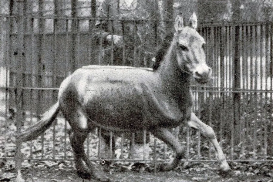 A Syrian wild ass gallops in its enclosure at Schönbrunn, Vienna, 1915