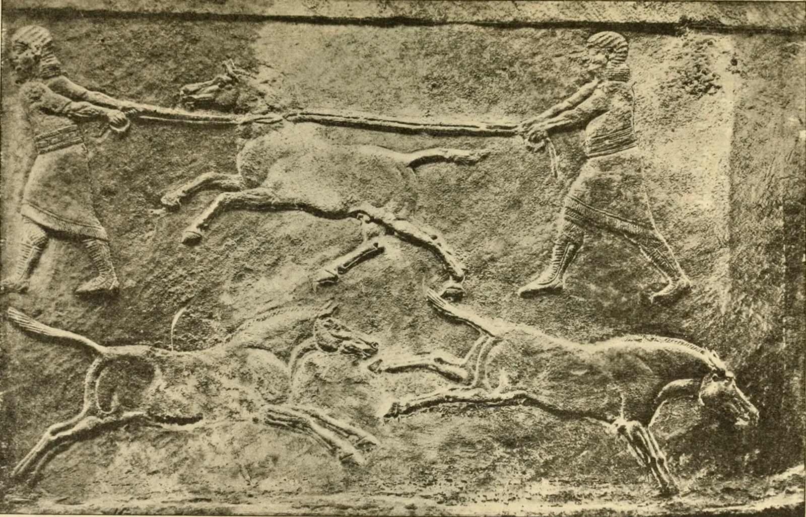 Assyrian stone relief: hunters with ropes catching a wild ass while others gallop away