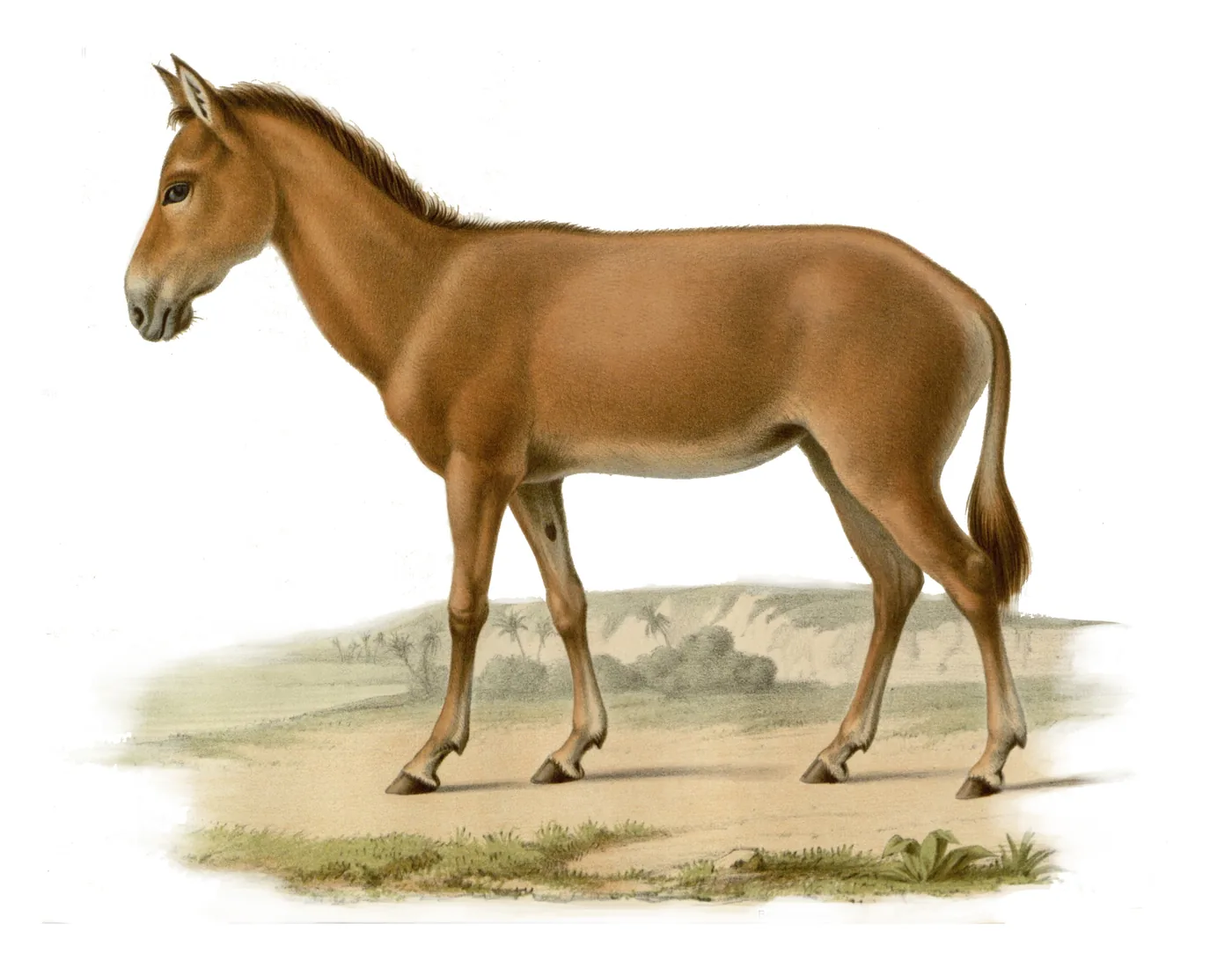 Colour illustration of a Syrian wild ass in its sandy summer coat