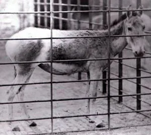 Archival photograph of a Syrian wild ass behind the bars of an enclosure at London Zoo