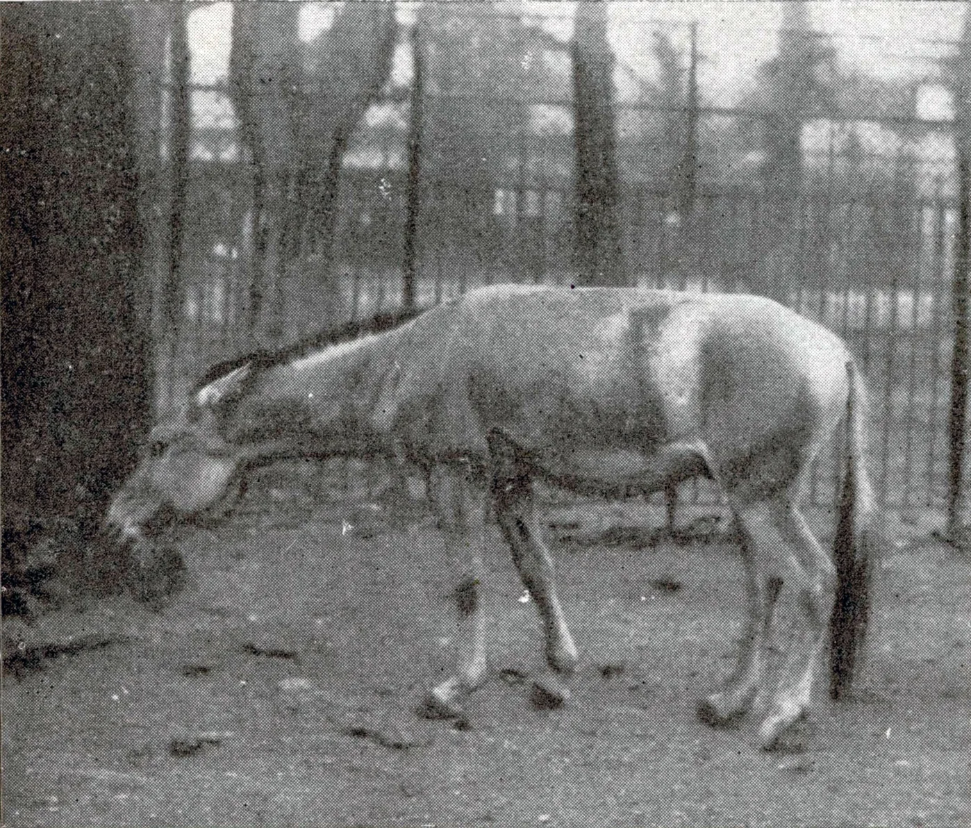 Archival photograph of a Syrian wild ass grazing in a Vienna enclosure