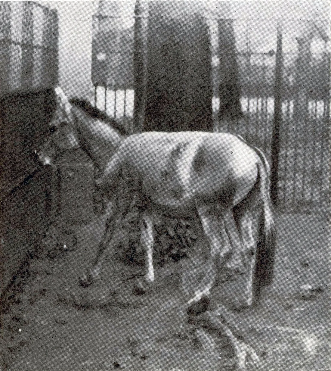 Archival photograph of a Syrian wild ass standing by a wall in a Vienna enclosure